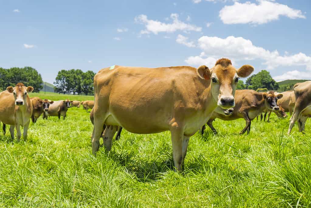 Jersey cattle