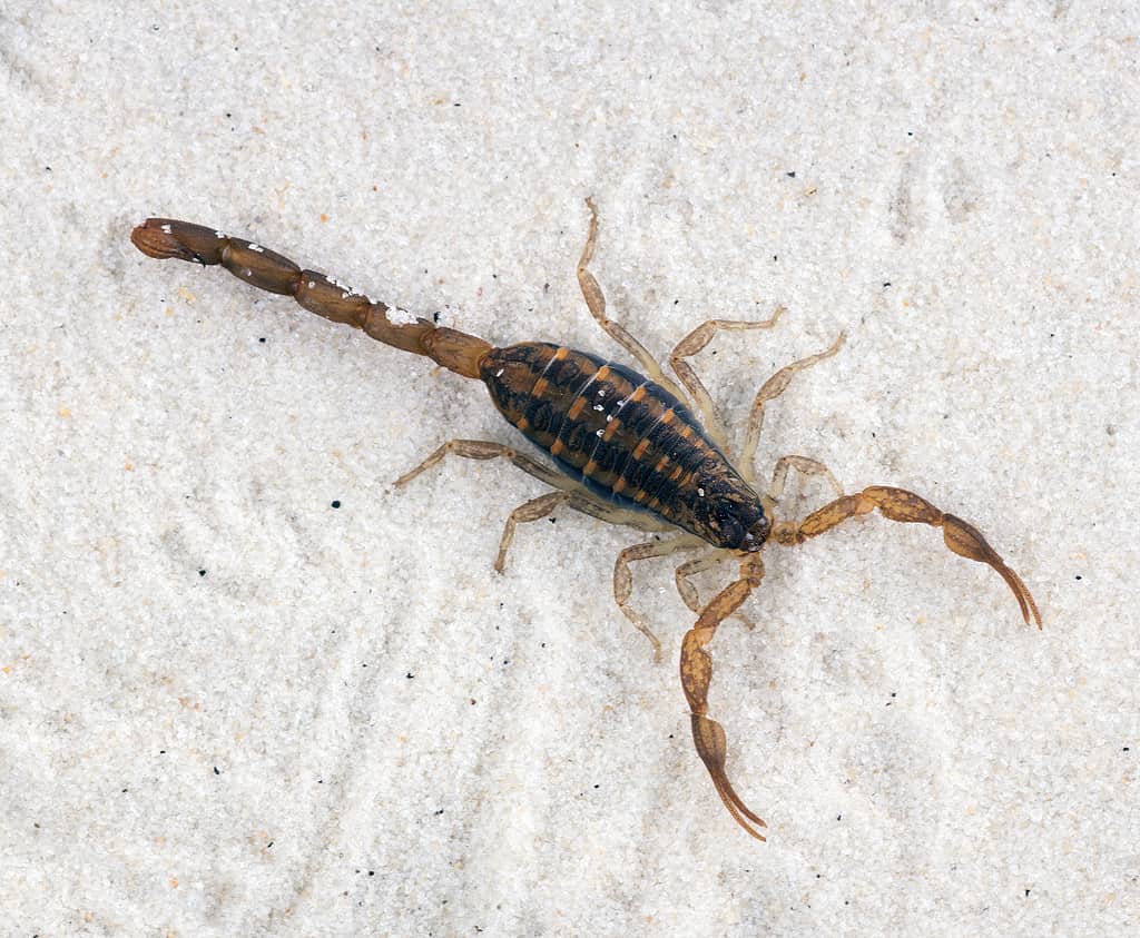 The,Striped,Bark,Scorpion,(centruroides,Vittatus),Is,An,Extremely,Common