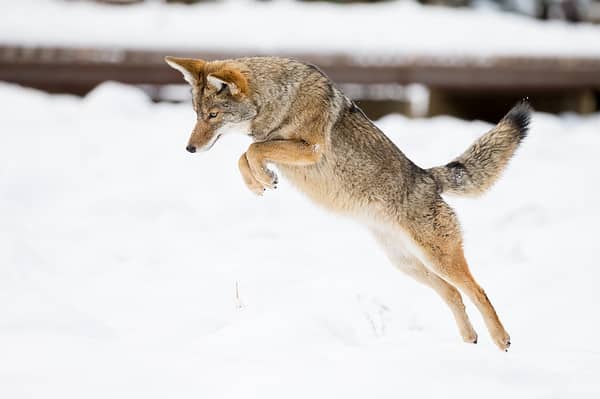 Jumping coyote.