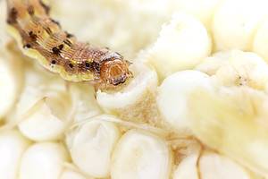 Corn Earworm photo
