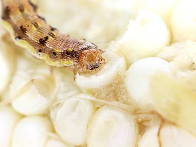 Corn Earworm Picture