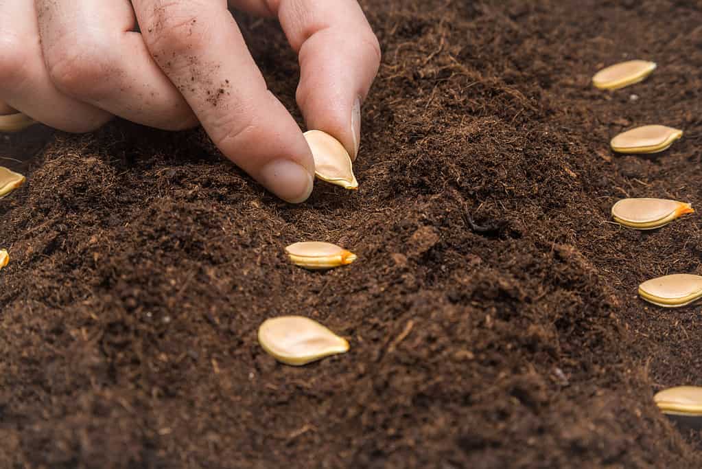 light-skinned Gardener's hand seeding pumpkin seeds in the ground. Early spring preparations for the garden season.