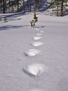Wolverine Tracks: Identification Guide for Snow, Mud, and More Picture