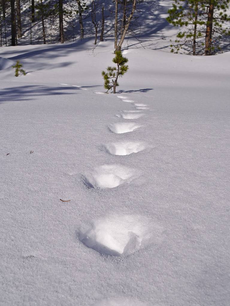 Old footprints of a wolverine on deep soft snow.