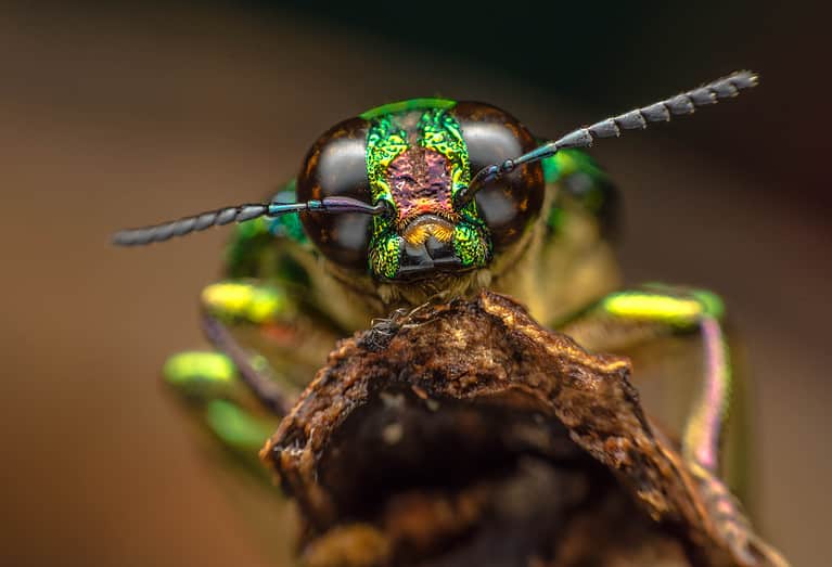 insect up close