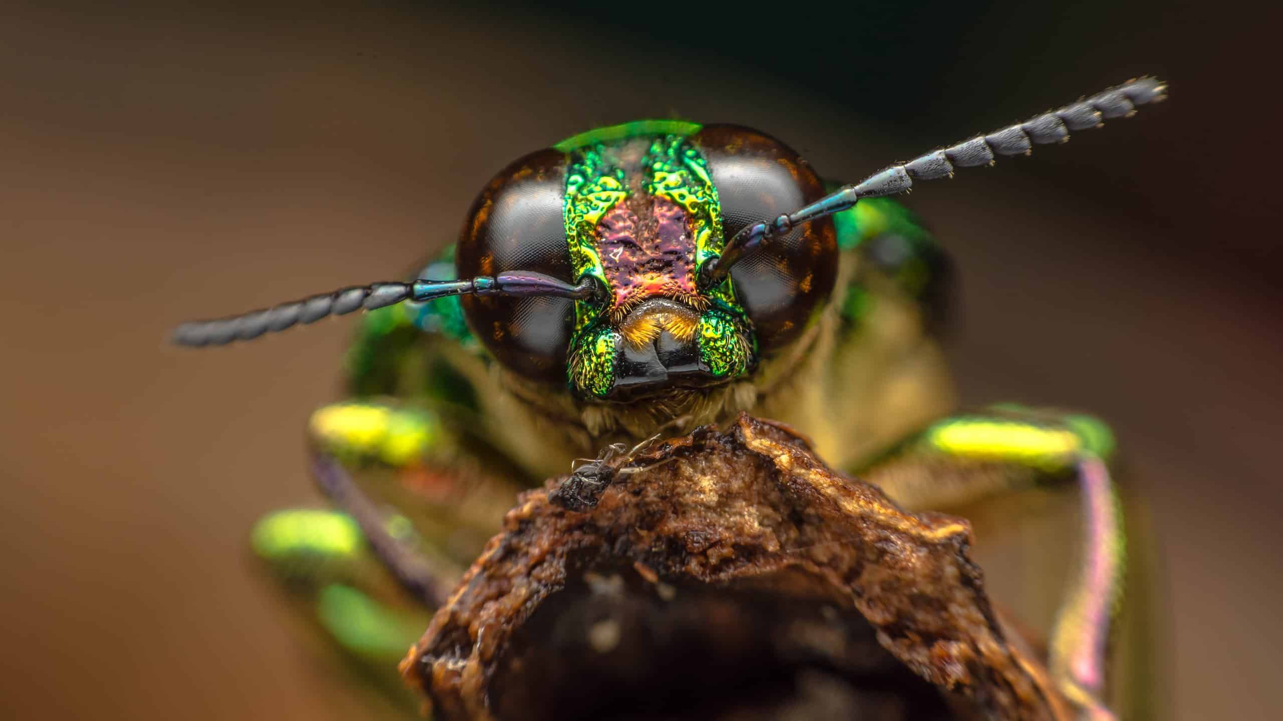 insect up close