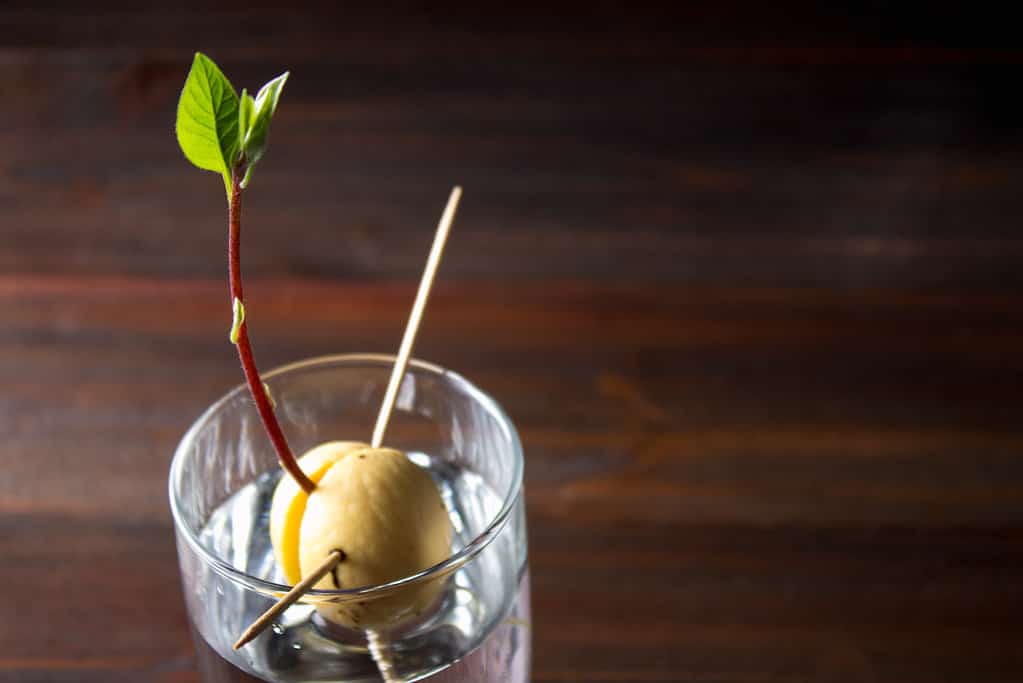 The avocado sprout grows from the seed in a glass of water. The pit has sprouted. A deep red/brown stem is growing from the center of the pit which has split and is being suspended above the water with toothpicks. The stem is crowned with green spear shaped leaves.