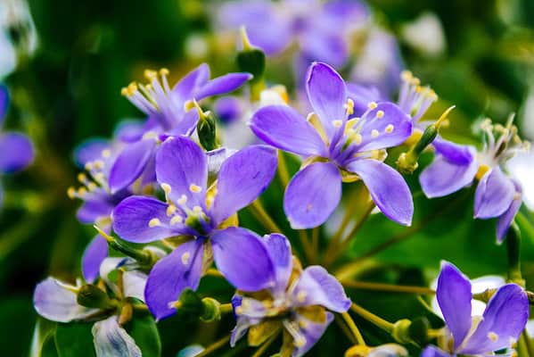 Discover the National Flower of Jamaica: Lignum Vitae - A-Z Animals