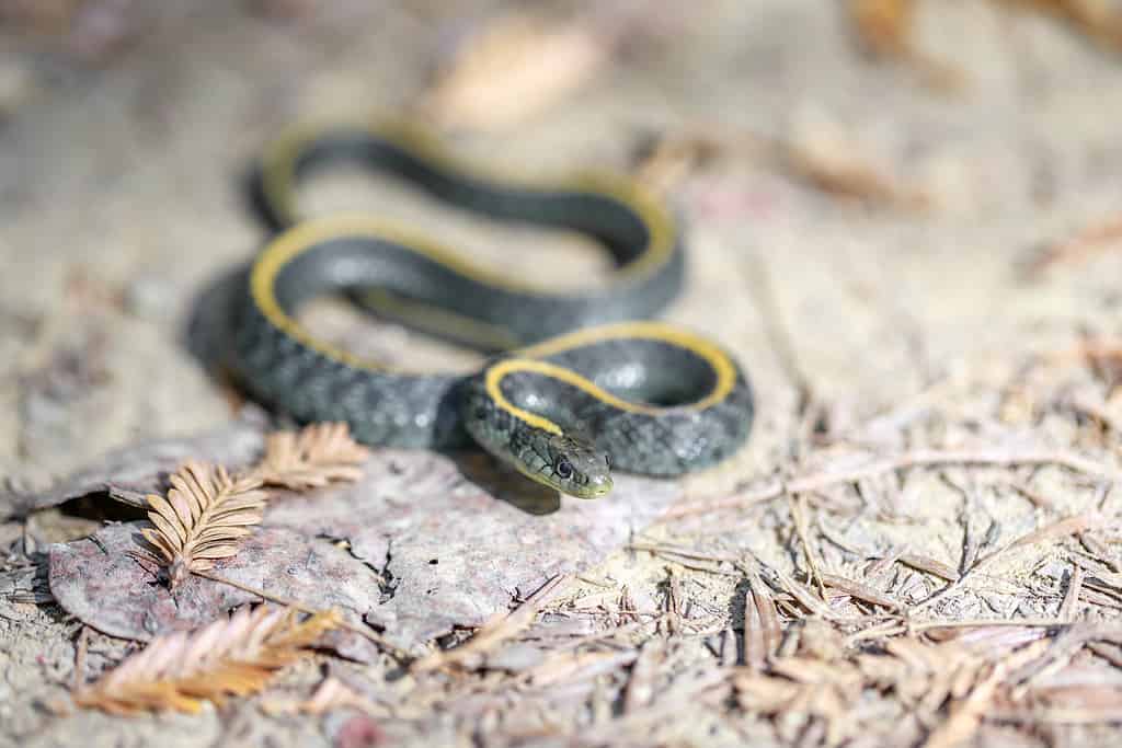 aquatic garter snake