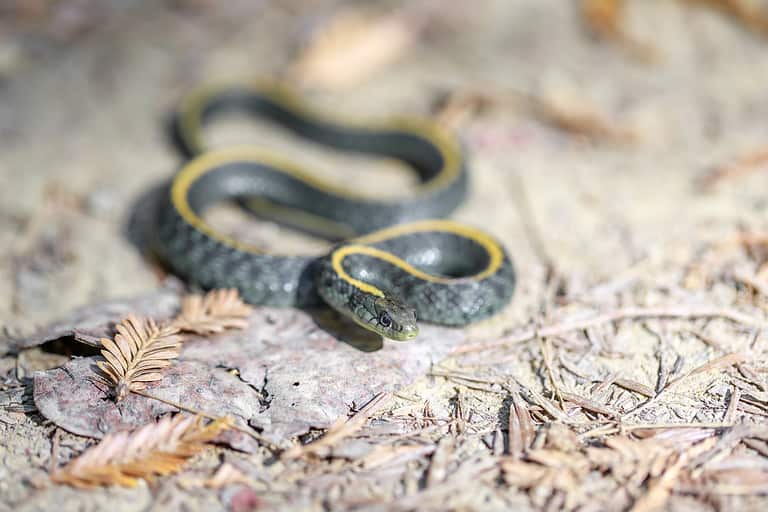 aquatic garter snake