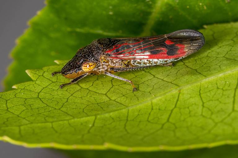 sharpshooter