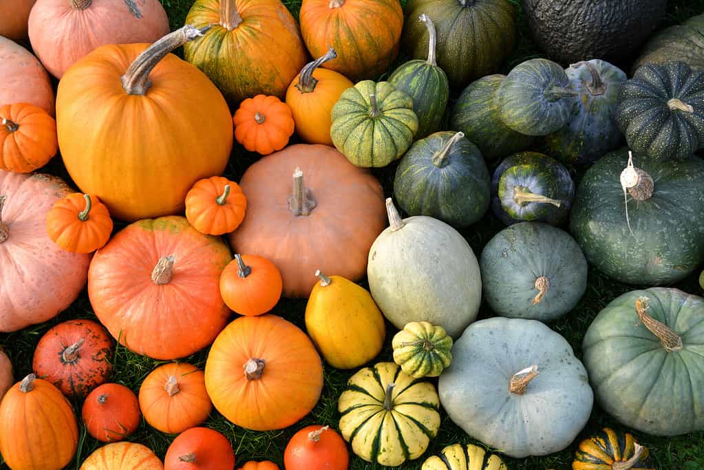 Various orange and green pumpkin varieties