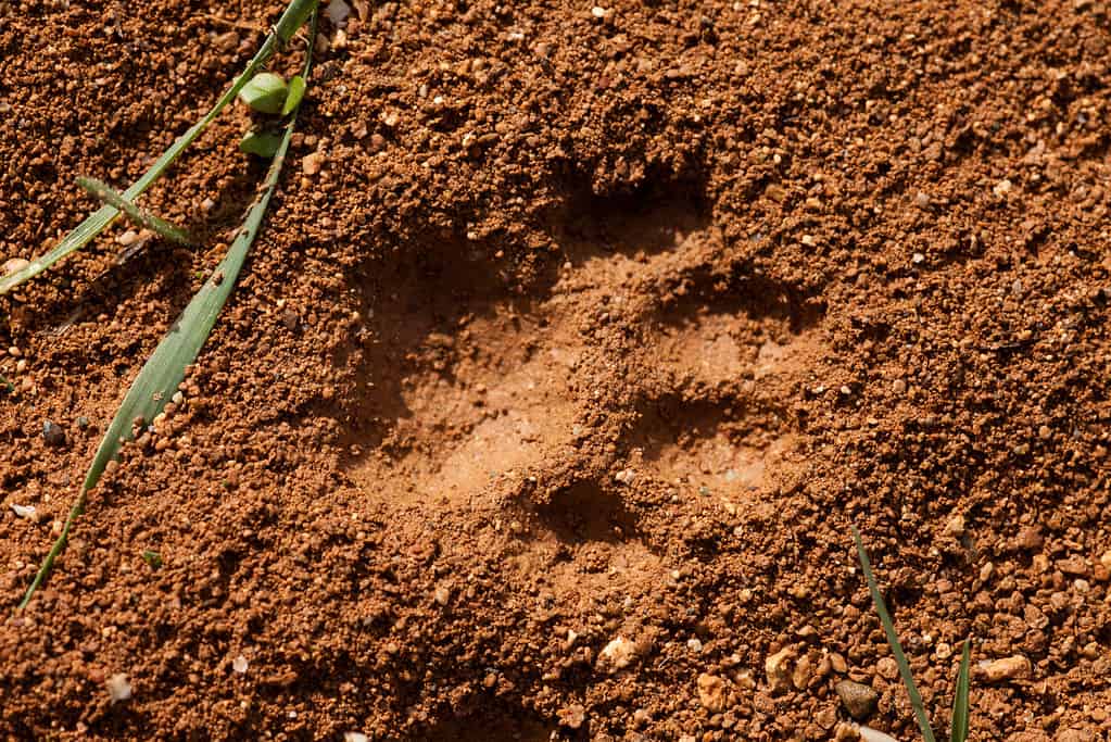 A cat print in mud
