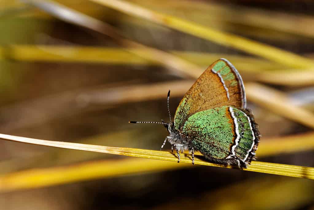 Sandia hairstreak butterfly (Callophrys mcfarlandi)