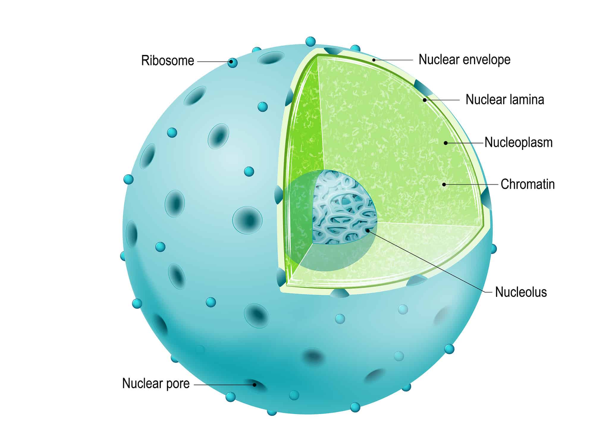 prokaryotes-vs-eukaryotes-what-are-the-main-differences