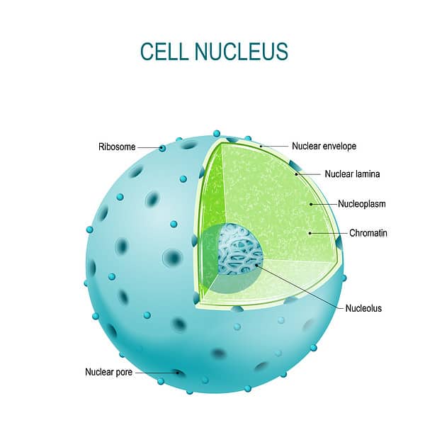 Cell Organelles – Structure, Functions, And Diagram - Az Animals