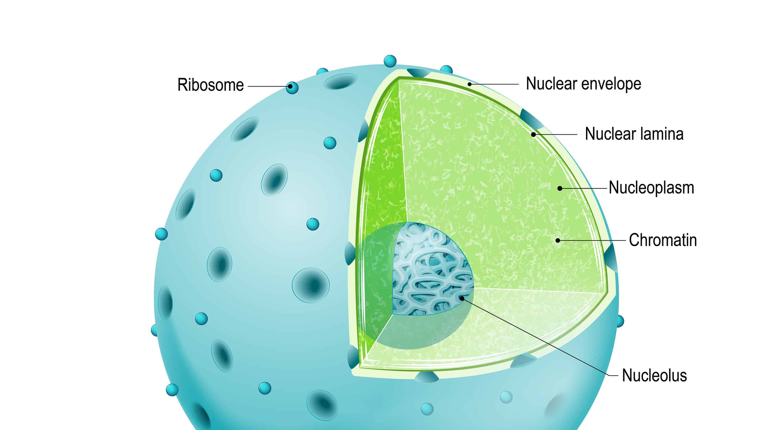 Illustration Explaining the Cell Nucleus