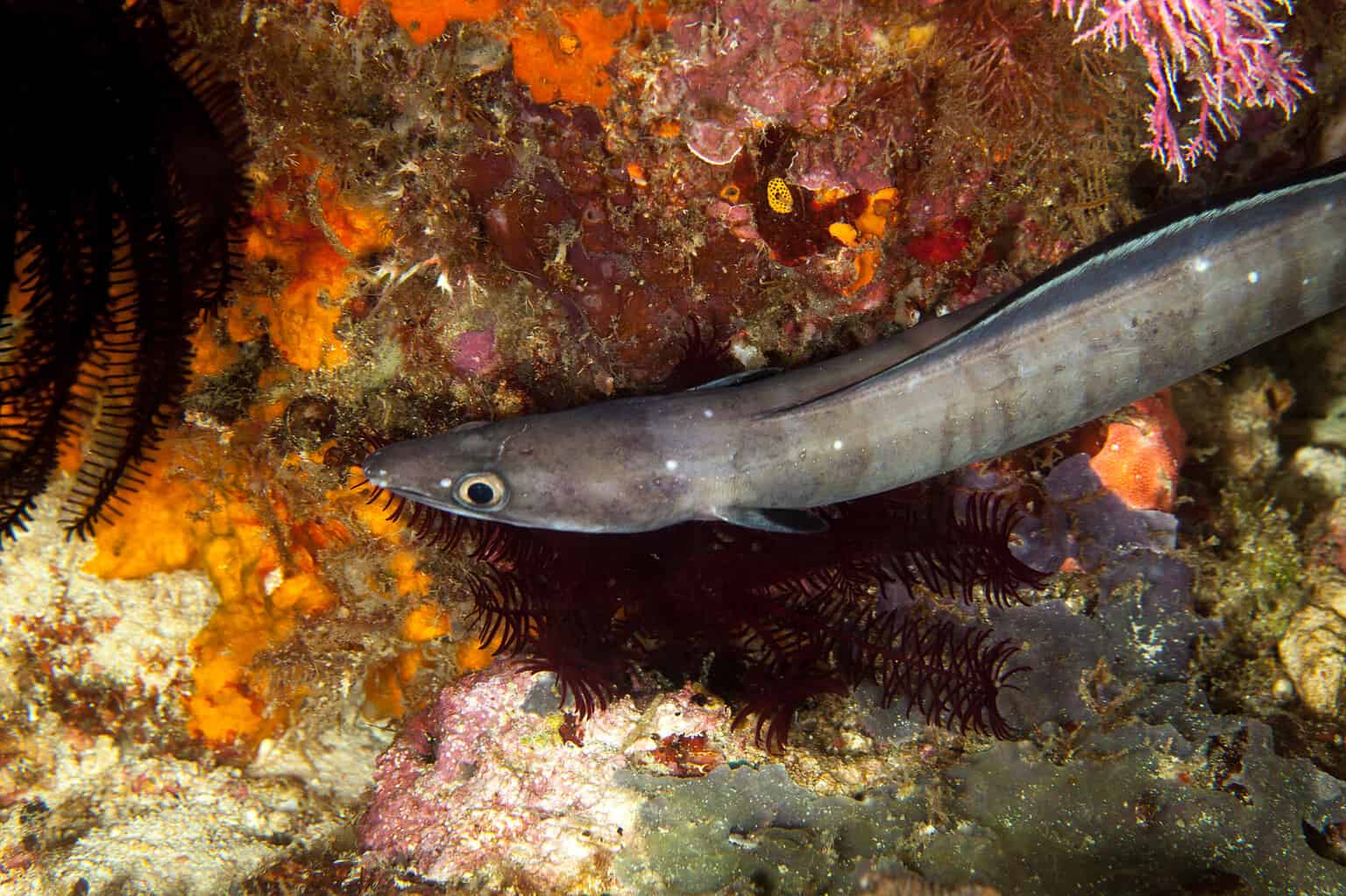 Meet the Rare Invisible Fish That Looks Like an Eel - A-Z Animals