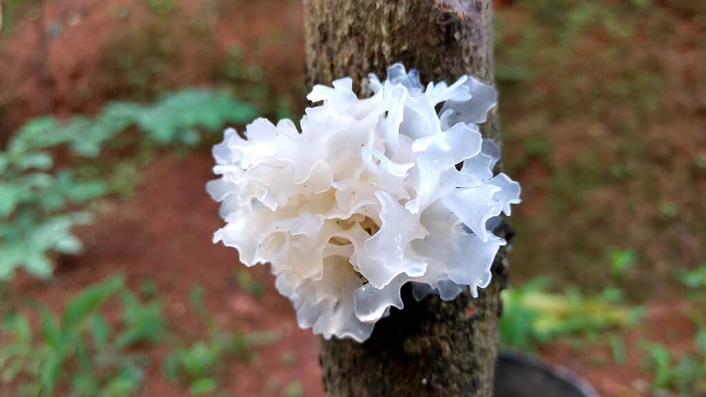 Tremella fuciformis snow fungus mushroom