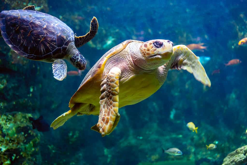 Sea turtle seen at the Aquarium de la Guadeloupe - Le Gosier