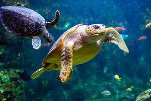 Aquarium of the Pacific: Best Time to Visit and 14 Coolest Animals to See Picture
