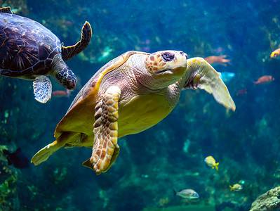 A Aquarium of the Pacific: Best Time to Visit and 14 Coolest Animals to See