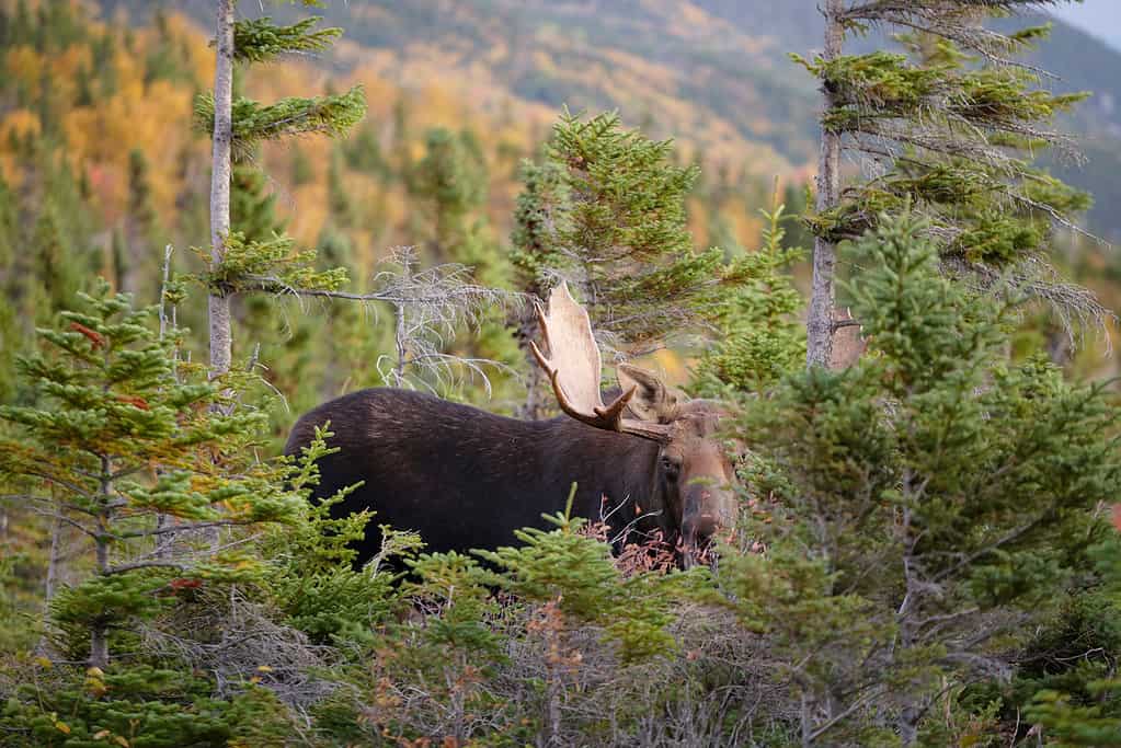 A moose standing tall in the forest. 