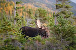 A bull moose in the woods of Maine.