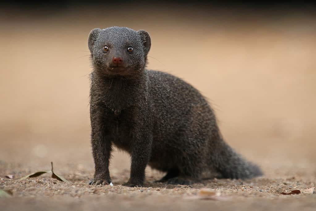 Single Dwarf Mongoose