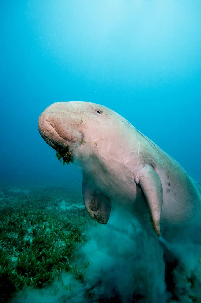 Dugong Standing