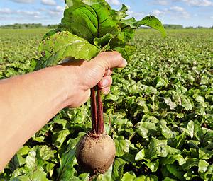 How to Grow Beets: Your Complete Guide Picture