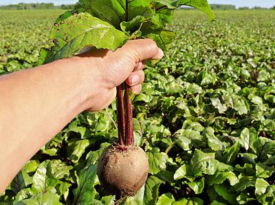 A How to Grow Beets: Your Complete Guide