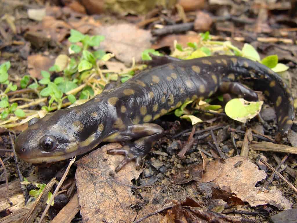 Eastern Tiger Salamander, Ambystoma tigrinum