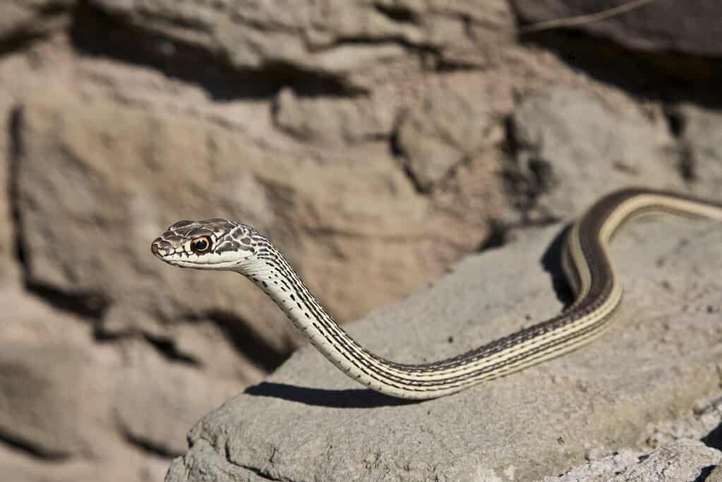 Striped whipsnake