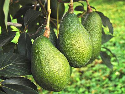 A Discover When Avocados Are in Peak Season Across the U.S.
