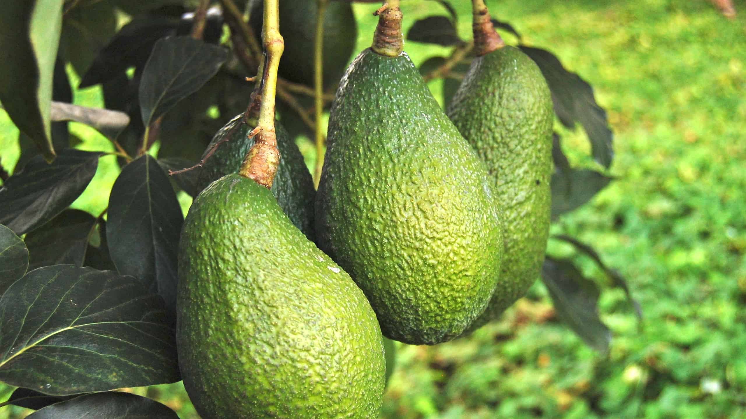 Three avocados are visible center frame growing on a tree, Green background.