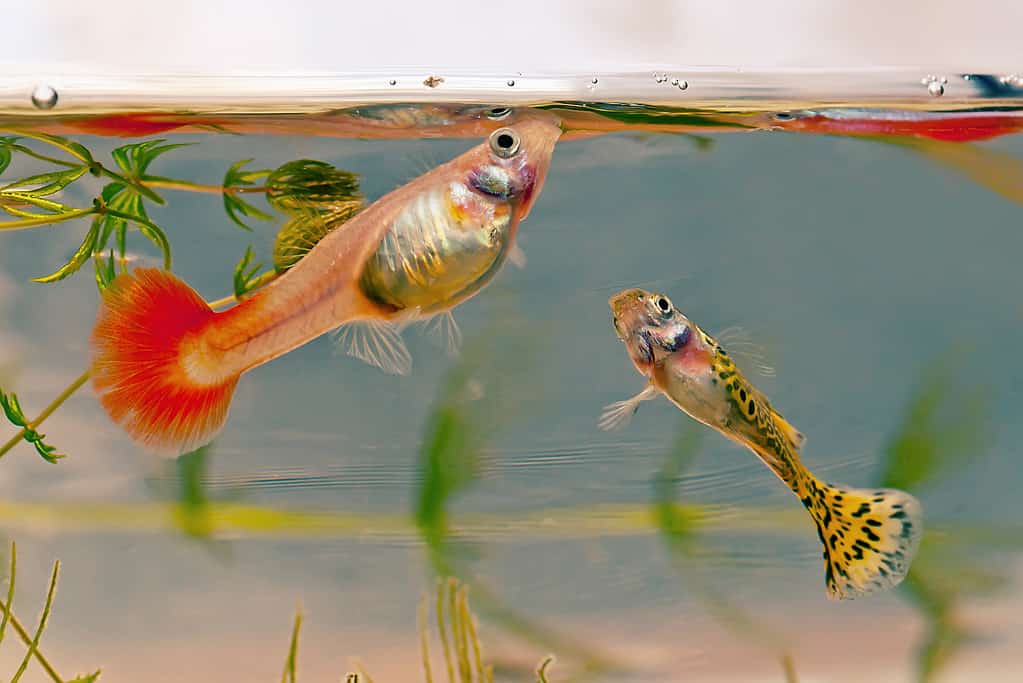 A pair of guppies.