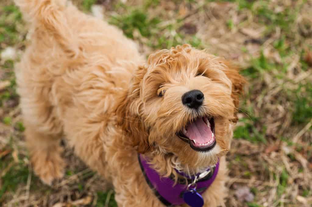 Mini labradoodle