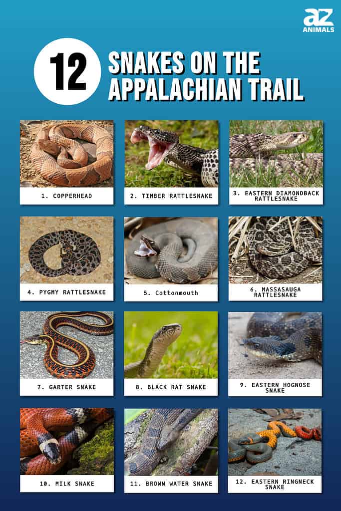 Infographic of Snakes on the Appalachian Trail 