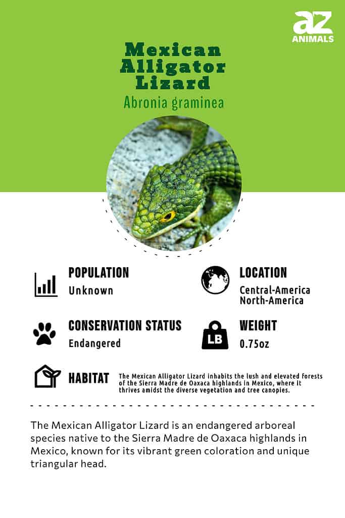 The Mexican Alligator Lizard is an endangered arboreal species native to the Sierra Madre de Oaxaca highlands in Mexico, known for its vibrant green coloration and unique triangular head.