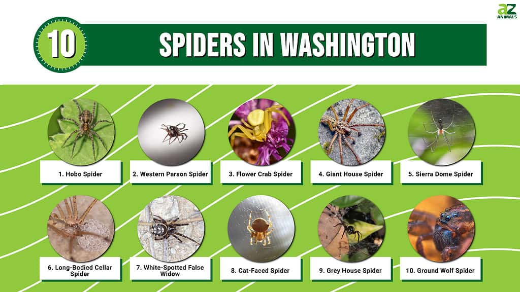 Infographic of 10 Spiders in Washington