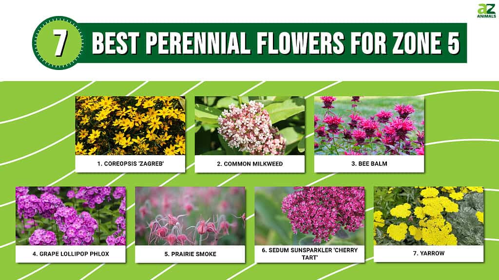 Best Perennial Flowers For Zone 5 infographic