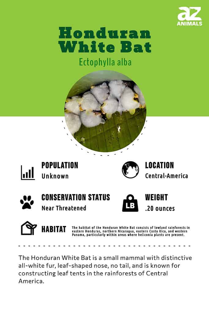 The Honduran White Bat is a small mammal with distinctive all-white fur, leaf-shaped nose, no tail, and is known for constructing leaf tents in the rainforests of Central America.