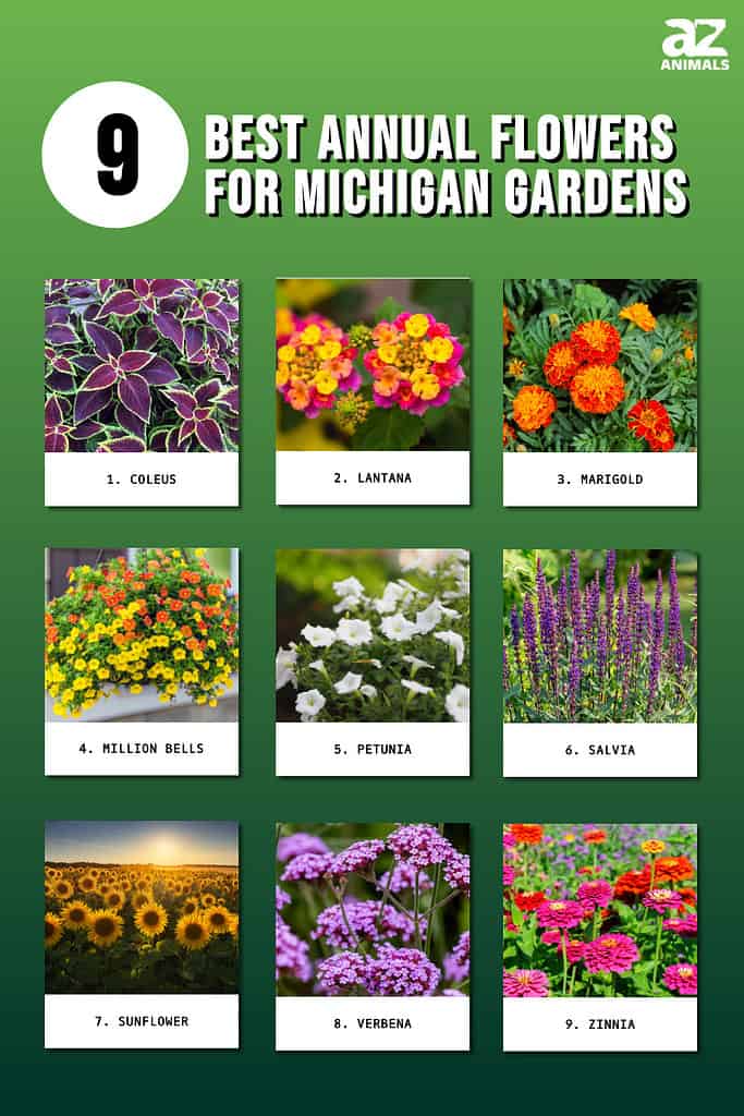 Infographic of 9 Best Annual Flowers for Michigan Gardens