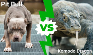Pit Bull Vs. Komodo Dragon: Which Powerful Animal Would Win a Fight? Picture