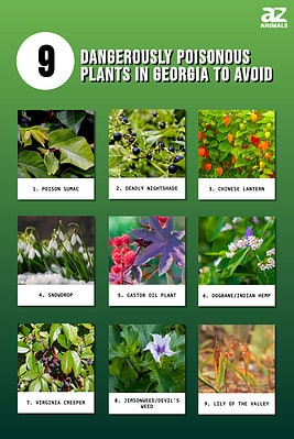 9 Dangerously Poisonous Plants in Georgia to Avoid - A-Z Animals