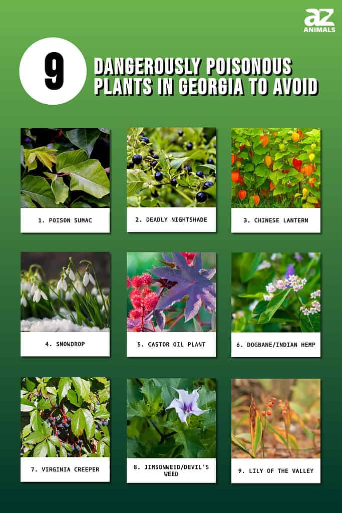 9 Dangerously Poisonous Plants in Georgia