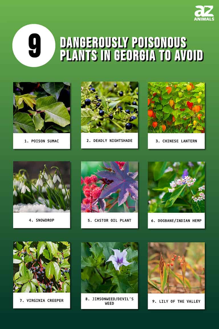 9 Dangerously Poisonous Plants in Georgia to Avoid - A-Z Animals