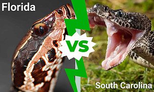 Florida vs. South Carolina: Which State Has More Venomous Snakes? Picture