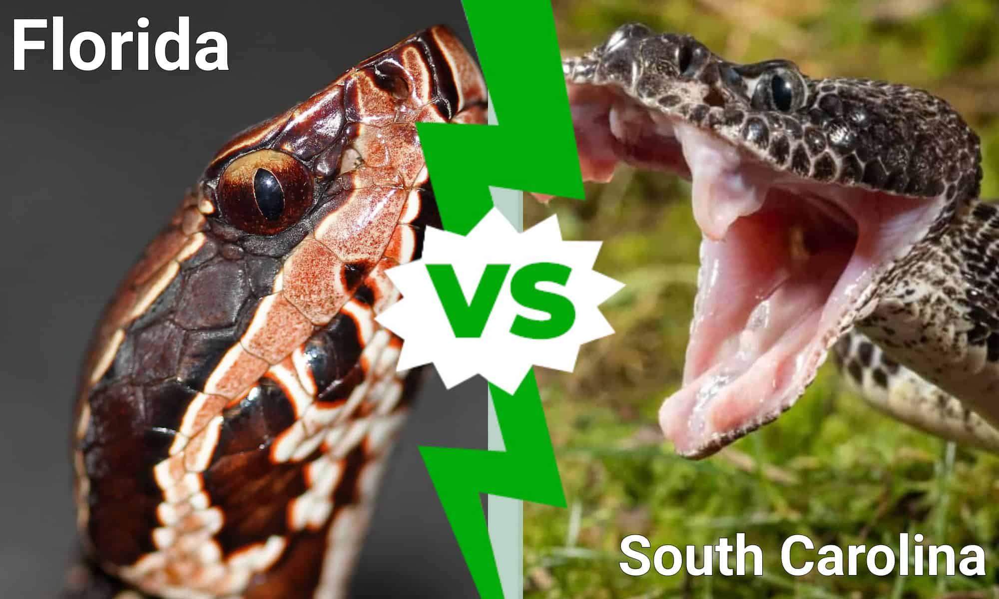 Florida vs. South Carolina: Which State Has More Venomous Snakes? - A-Z ...